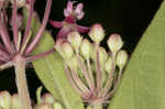 Swamp milkweed